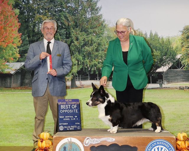 Male Cardigan Welsh Corgis | F&M Corgis | KS
